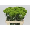 Dianthus Br Kiwi Mellow
