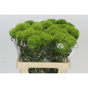 Dianthus Br Kiwi Mellow