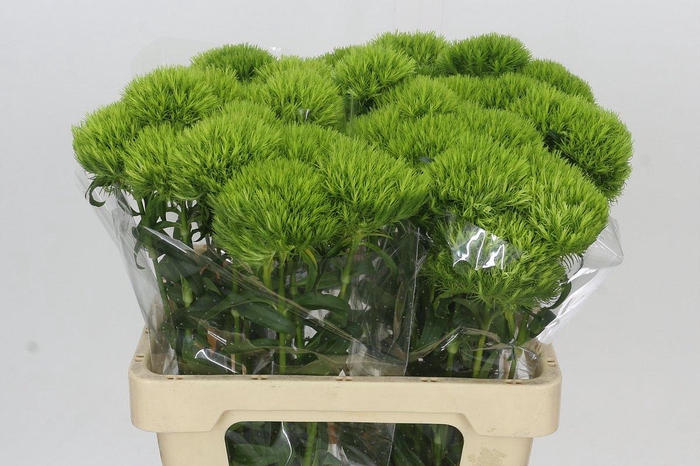 Dianthus Br Kiwi Mellow