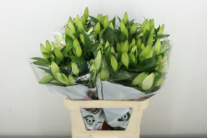 <h4>Li Or Zambesi</h4>