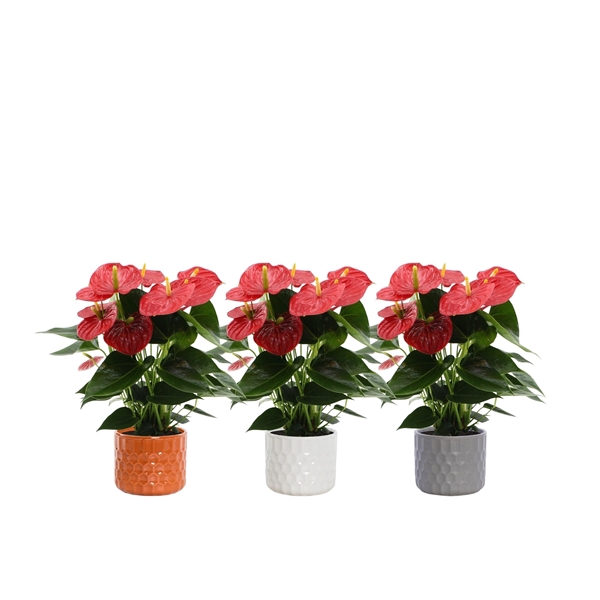 <h4>Anthurium Esudo in Katie ceramic</h4>