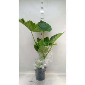 Alocasia gageana