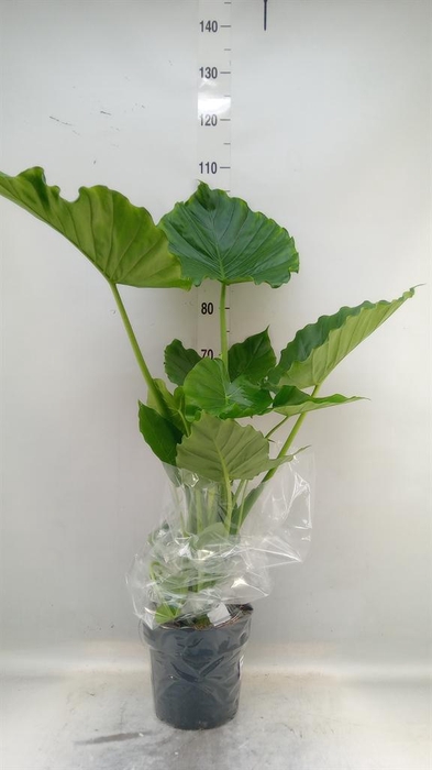 <h4>Alocasia gageana</h4>