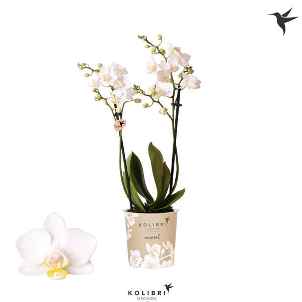 Kolibri Phal 2-Tak Samoa