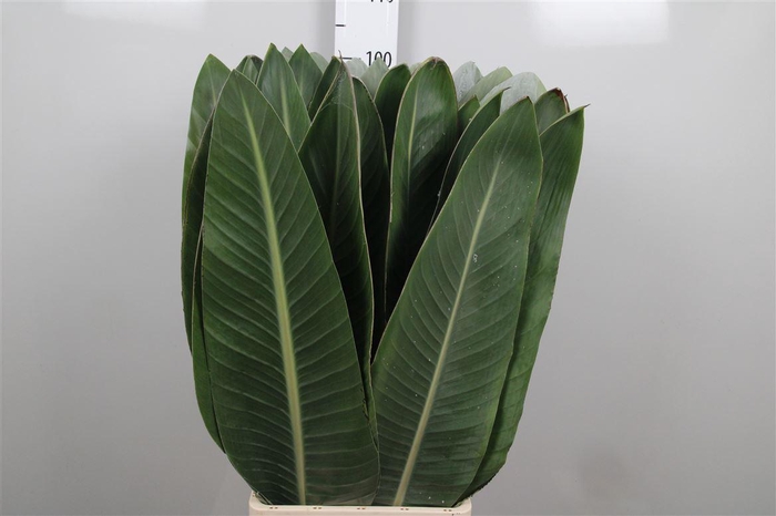 <h4>Strelit Blad</h4>