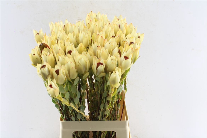 <h4>Leucad Disc Pom-pom Red</h4>