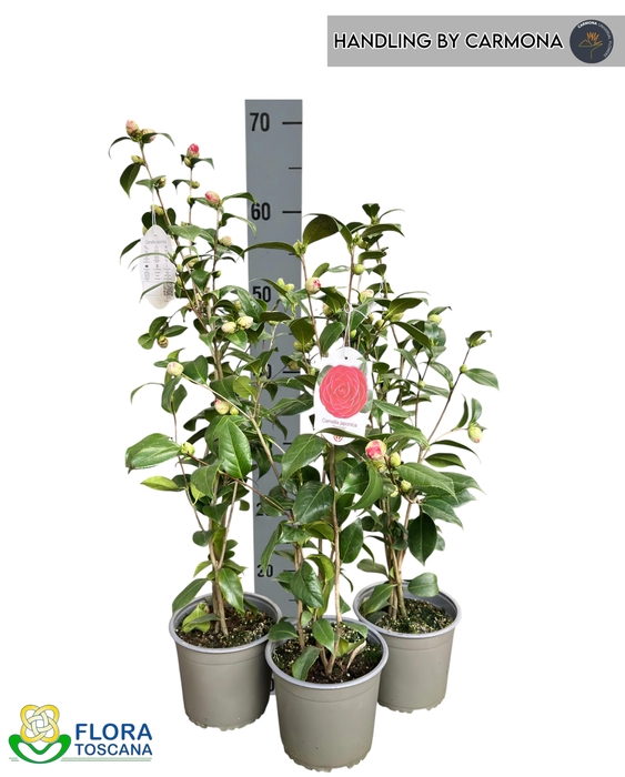 <h4>CAME JAPONICA</h4>