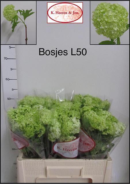<h4>VIBURNUM ROSEUM BOS</h4>