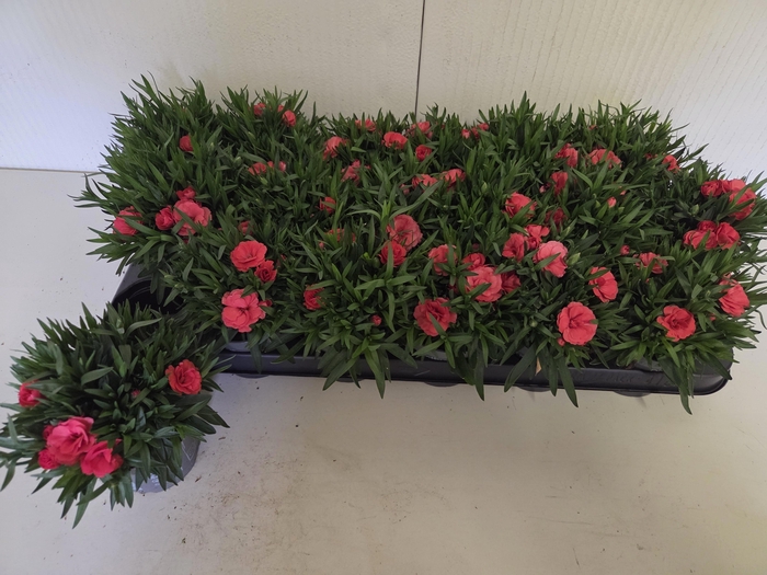 <h4>DIAN OSC RED</h4>