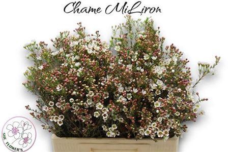 <h4>Chame Mi Liron</h4>