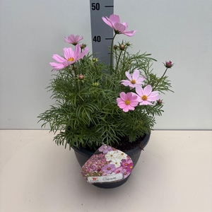 Cosmos bipinnatus 'Sonata Pink'