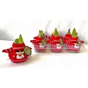 Bloembol Hippeastrum