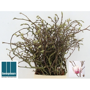 MAGNOLIA GRANDIFLORA