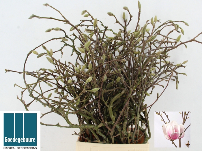 <h4>MAGNOLIA GRANDIFLORA</h4>