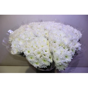 Chr Tr Euro Wit X5