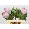 Protea Cynaroides