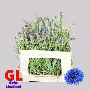 Centaurea Cyanus Blue 55cm