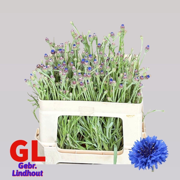<h4>Centaurea Cyanus Blue 55cm</h4>