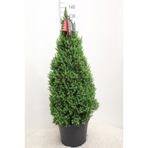 Picea glauca 'Perfecta'