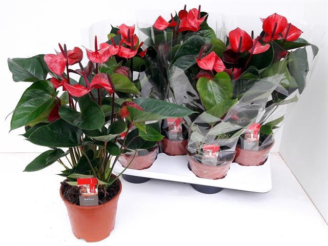 ANTHU AN ADIOS RED