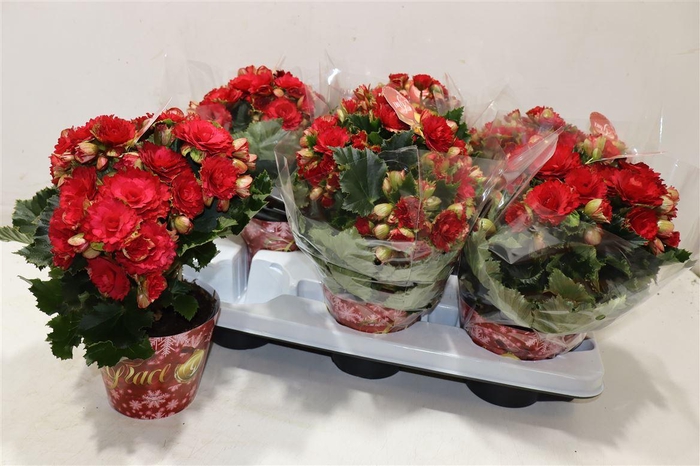 <h4>Beg Du Grace</h4>