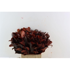 Laurier Kers Rood Opgetrokken