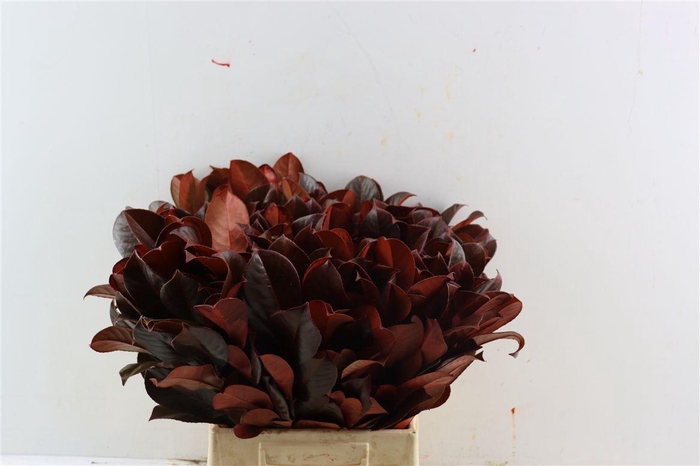 <h4>Laurier Kers Rood Opgetrokken</h4>