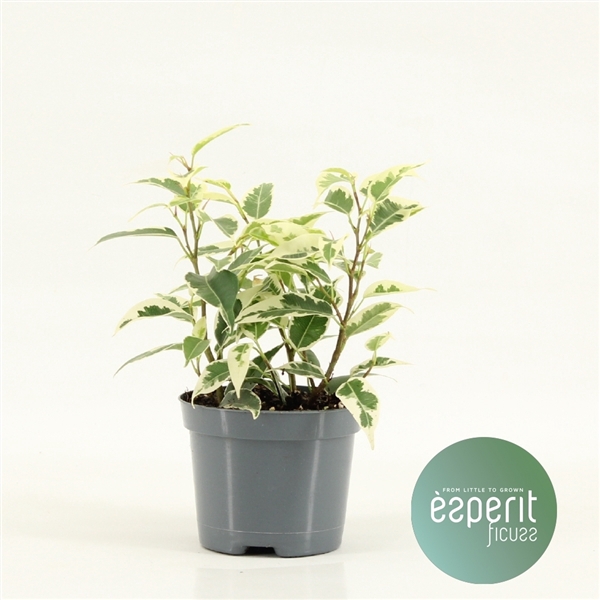 <h4>Ficus benjamina Petite Samantha®</h4>