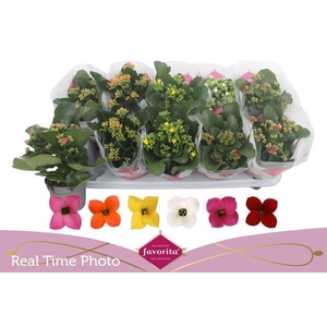 KALANCHOE FAVORITA MIX