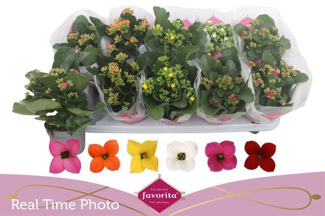 <h4>KALANCHOE FAVORITA MIX</h4>