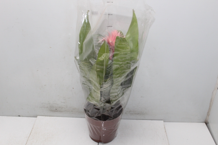 <h4>AECHMEA FASCIATA P17</h4>