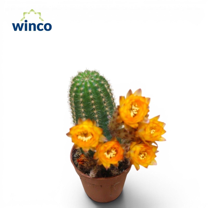 <h4>Chamaecereus Silvestrii Yellow flower</h4>