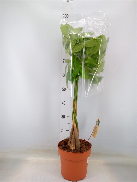 <h4>Pachira aquatica</h4>