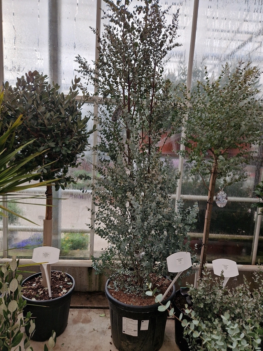 <h4>EUCAL GU AZURA</h4>