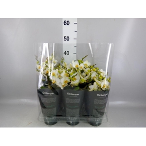 Phalaenopsis multi. 'Ant Lausanne'