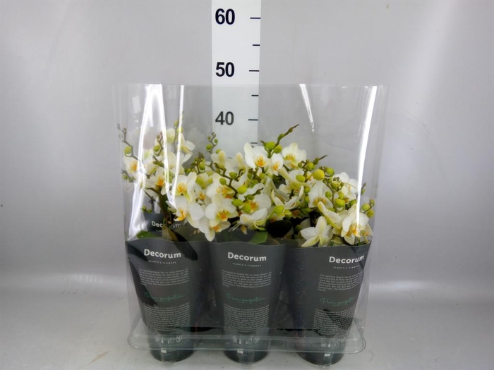 <h4>Phalaenopsis multi. 'Ant Lausanne'</h4>