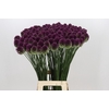 Allium Sphaerocephalon