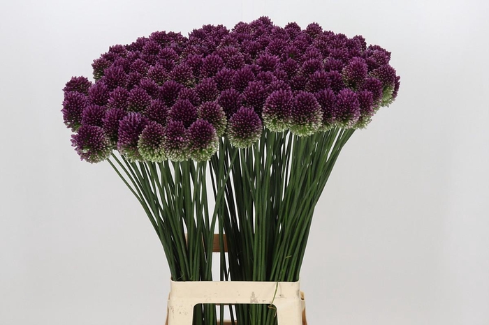 <h4>Allium Sphaerocephalon</h4>