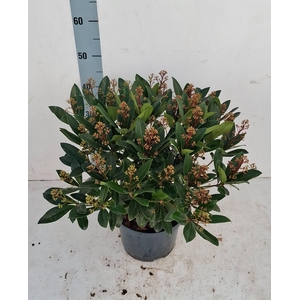 Rubella 23cm 40+ bloem