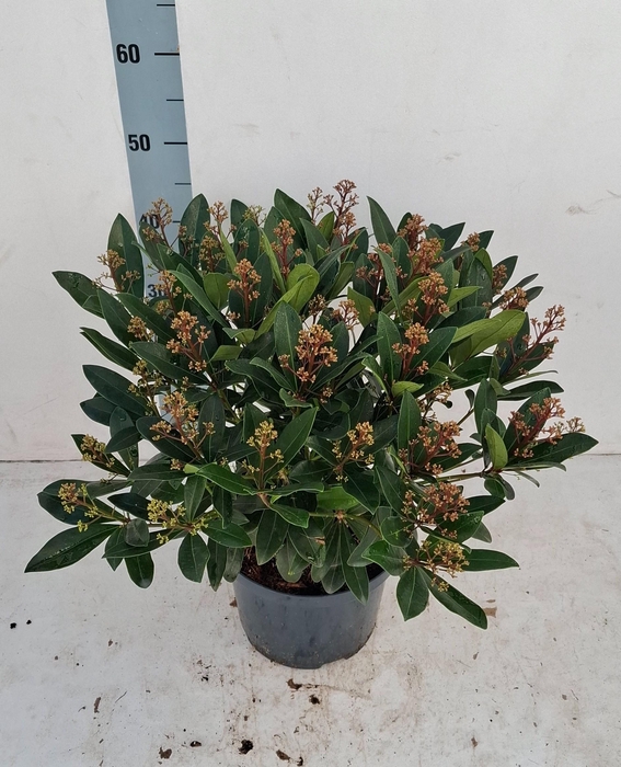 <h4>Rubella 23cm 40+ bloem</h4>