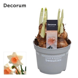 Narcis Peaches And Cream