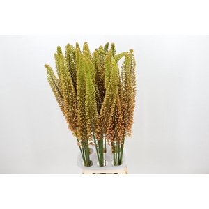 Eremurus Emmy Ro