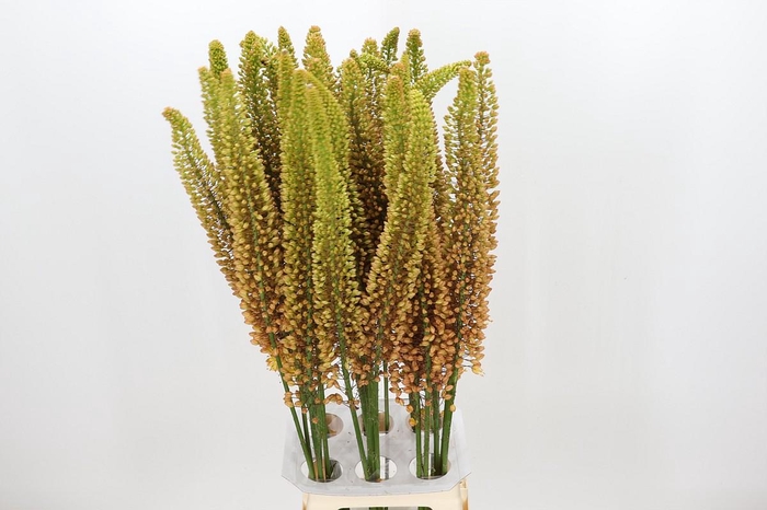 <h4>Eremurus Emmy Ro</h4>