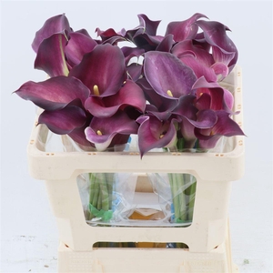 Calla Bordeaux Art