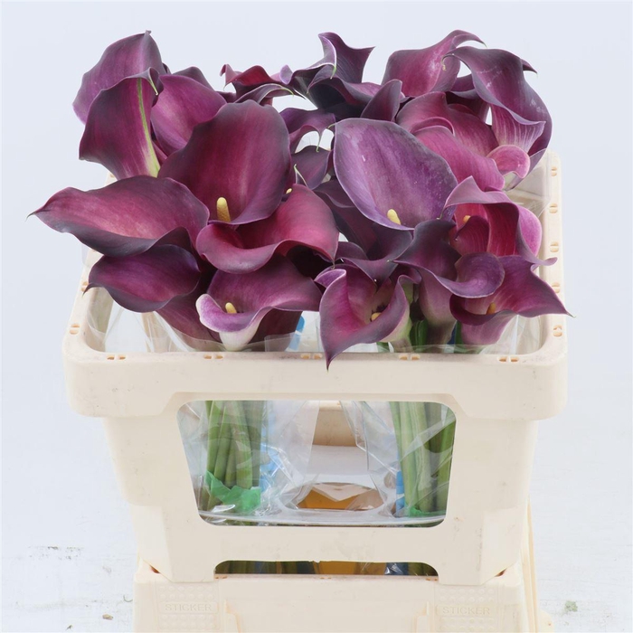 <h4>Calla Bordeaux Art</h4>