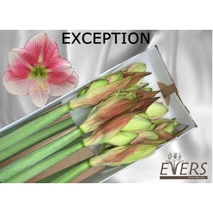 HIPP GA EXCEPTION XXL