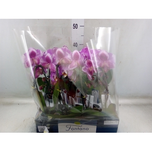 Phalaenopsis   ...lilac