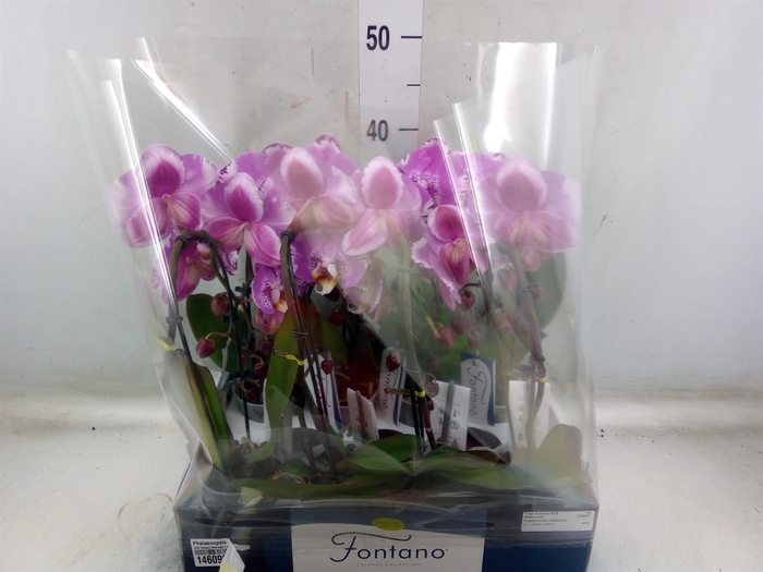 <h4>Phalaenopsis   ...lilac</h4>
