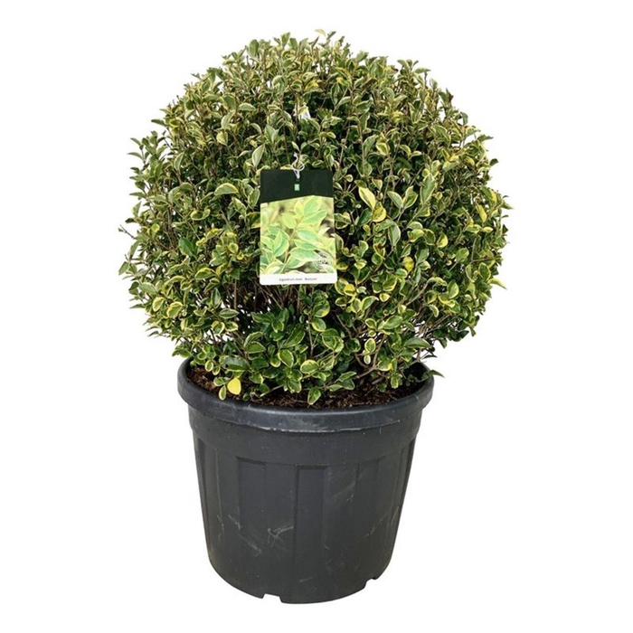 <h4>Ligustrum oval. 'Aureum'</h4>