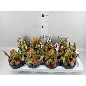 Bolbloemen   ...mix in pot